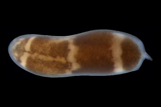 The three-banded panther worm (<em>Hofstenia miamia</em>) is a small organism with the ability to regenerate any missing body part.