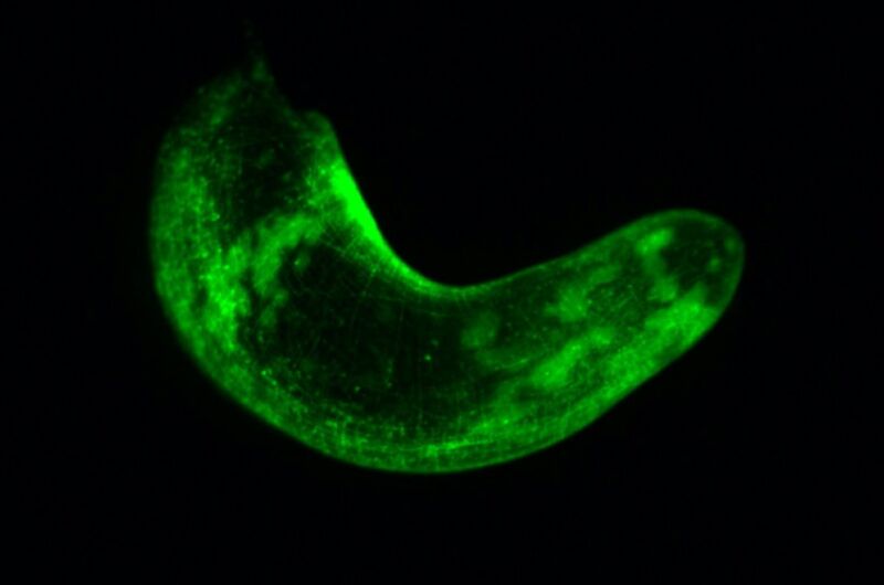 A whole three-banded panther worm from the muscle transgenic line, where the muscle cells are glowing green.