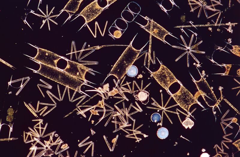 Microphotograph of thalassiothrix frauenfeldii, Thalassionemataceae, phytoplankton.