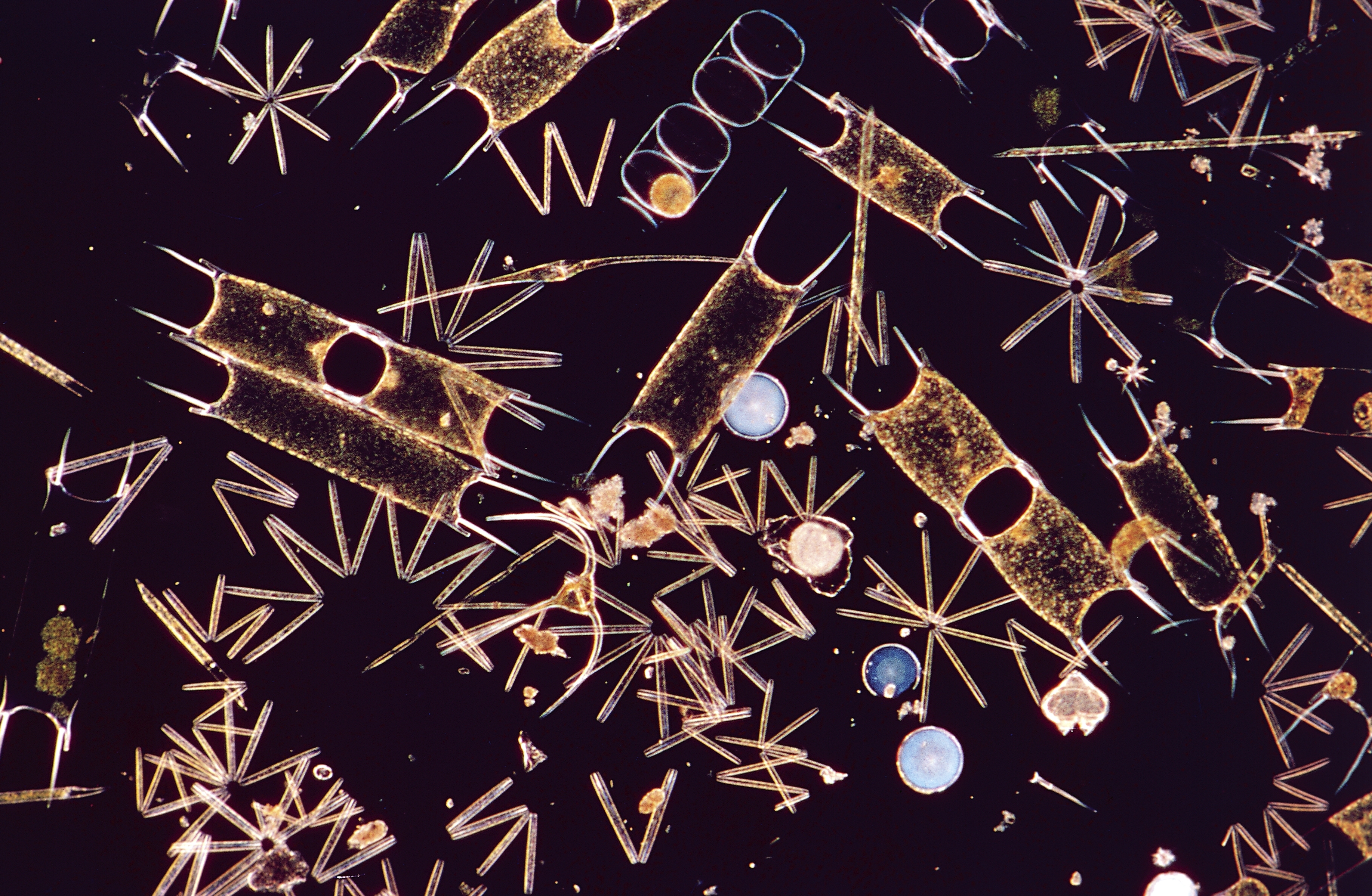 Г фитопланктон. Фитопланктон нанопланктон зоопланктон. Фитопланктон водоросли. Фитопланктон под микроскопом. Диатомовые водоросли одноклеточные планктонные организмы обитающие.
