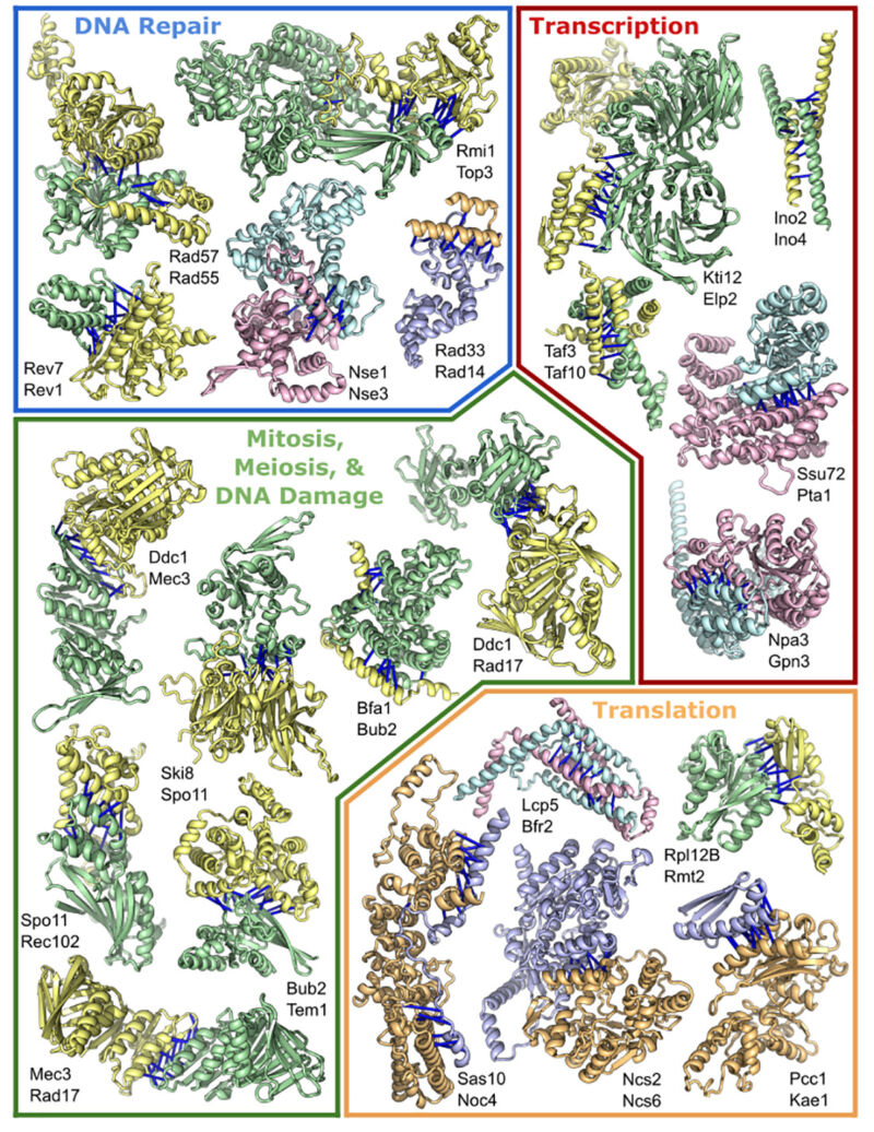 Image of different categories of protein complexes.