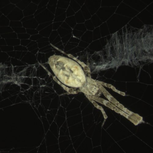 Tag: arachnids - Ars Technica