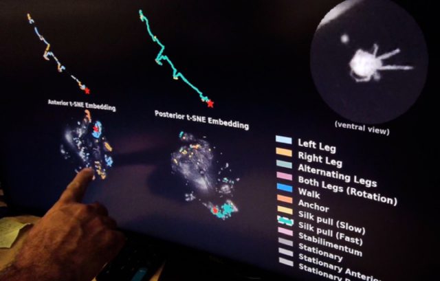 Using artificial intelligence to track spiders' web-building.