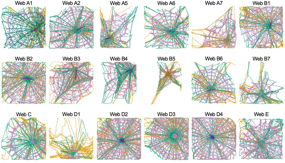 GW Researcher Explains How Seven Spiders Spin Webs of Entrapment