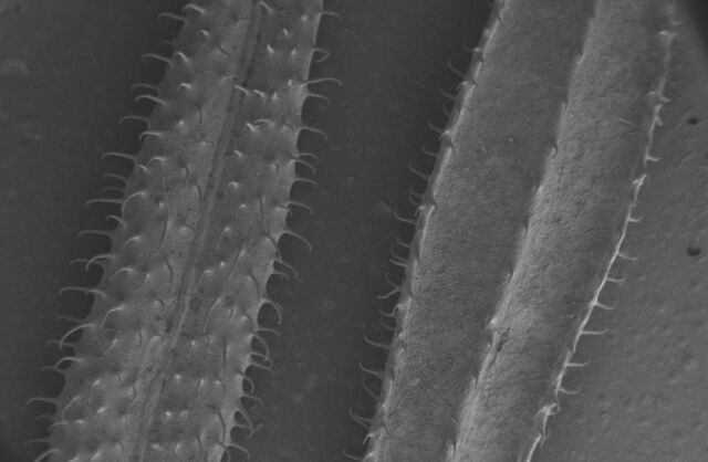 SEM Image of catchweed leaves. Micro-hooks on its leaves allow it to anchor onto the surfaces of other plants as it grows, exploiting them for physical support.