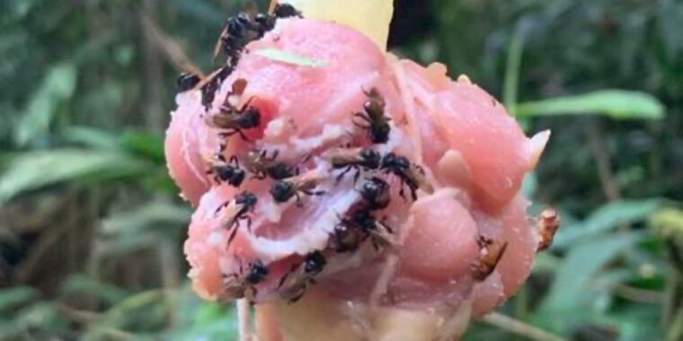 Photo of Las «abejas calvas» han desarrollado el sabor de la carne, y sus microbiomas lo reflejan