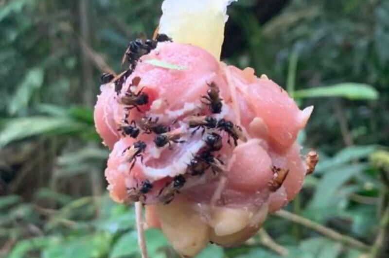 Jungle insects crawl over a hunk of pink flesh.