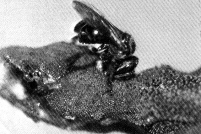 A worker bee of <em>Trigona hypogea</em> busily harvests the decaying flesh of a small lizard. Because it can.