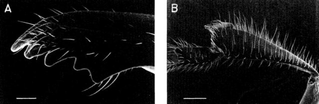 The toothed mandible (A) and hind tibia (B) of <em>Trigona hypogea</em>.