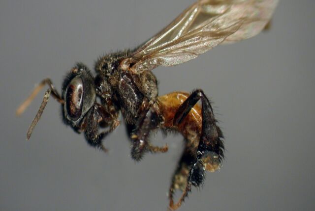 Individual from the <em>Trigona</em> genus of stingless bees, some of which eat meat.