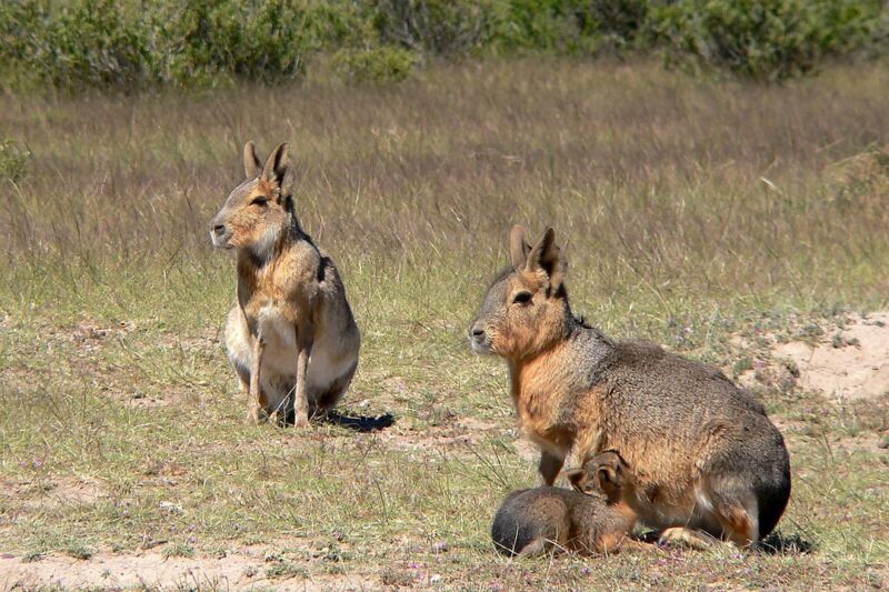 These rodents seemingly manage to avoid developing cancer.