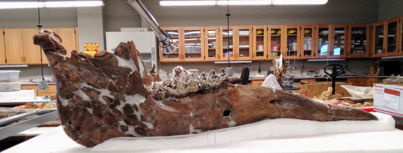 Rebuilding the lower jaw of the Gray mastodon.
