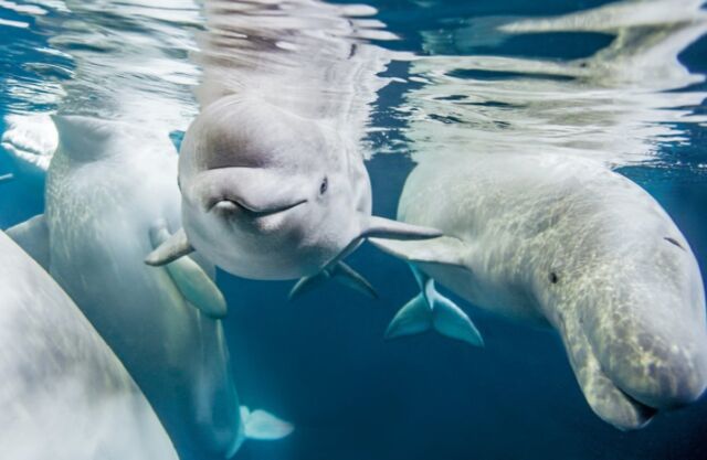 Beluga whales cannot be transported to the hospital from the second floor by elevator.  Their habitat has a secret pool with a platform that can be elevated as needed.