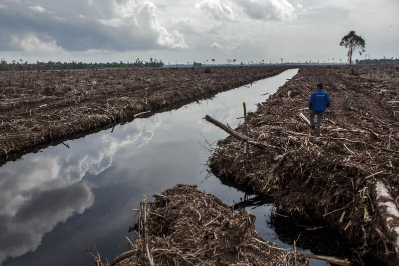 A forest activist inspects land clearing and drainage of a peat natural forest in Riau province, Sumatra, Indonesia in 2014.