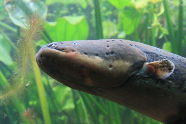 Electric eels are capable of generating voltages as high as 500 volts to stun and kill prey.