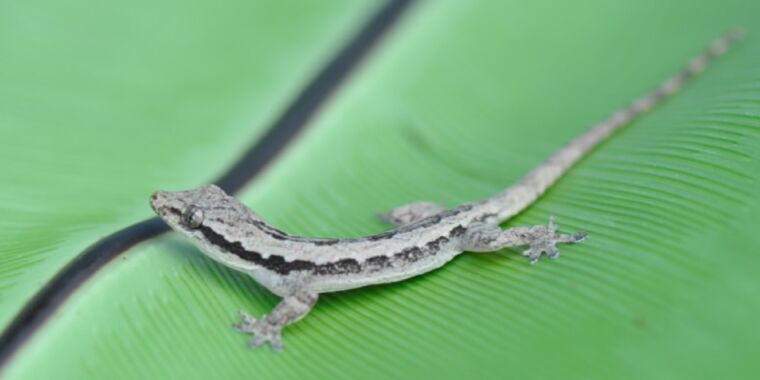 Researchers built a gecko-bot to study how geckos glide and crash land