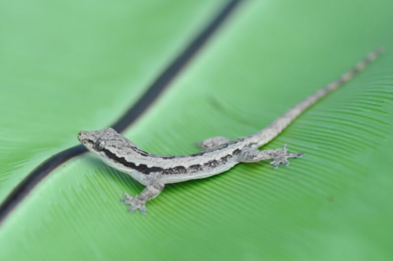 A gecko perches on a leaf. A September study found that geckos are very good gliders, and their tails help stabilize them when they crash-land into tree trunks.