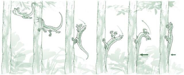 Illustration of a gecko's fall arresting response (FAR).