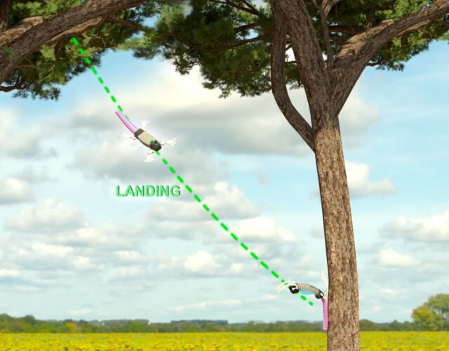 Illustration of the landing process for the gecko-inspired robot