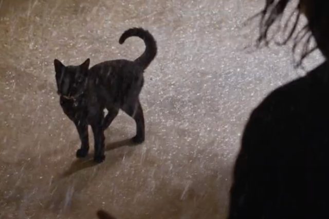 That darn déjà vu cat.