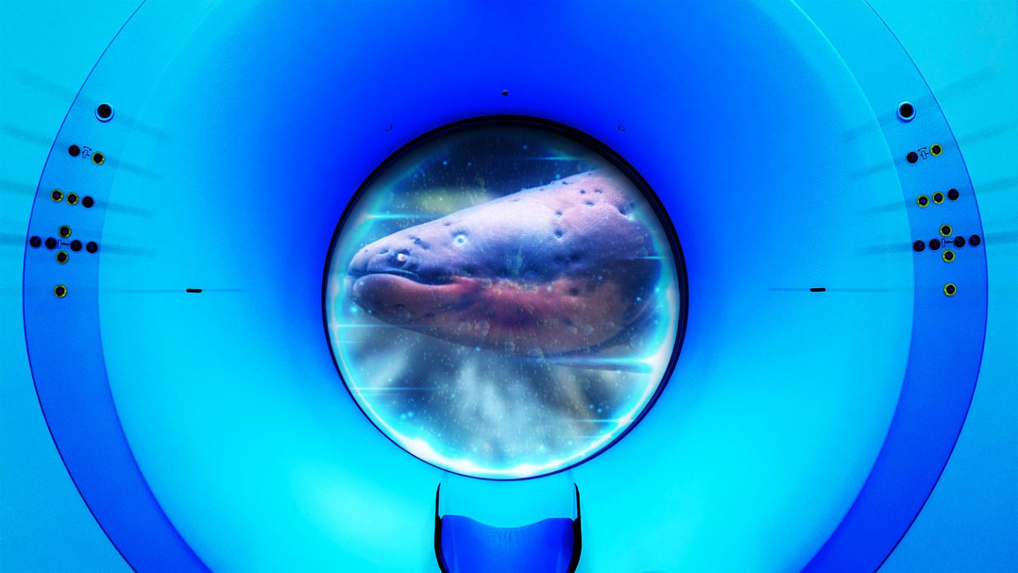 Shell Fish Mri You asked. Ars answers. Here’s how to give an electric eel an MRI - Ars ...