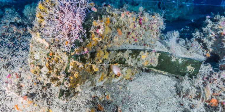 Over 100 different species made this 2,200-year-old shipwreck home, study finds