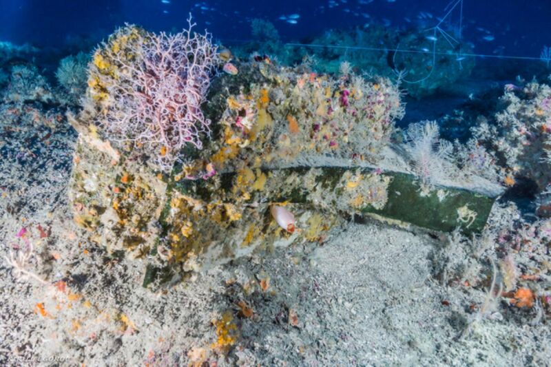 The ship's ram as it was found on the seabed off Sicily at a depth of nearly 90 m, covered in marine life.