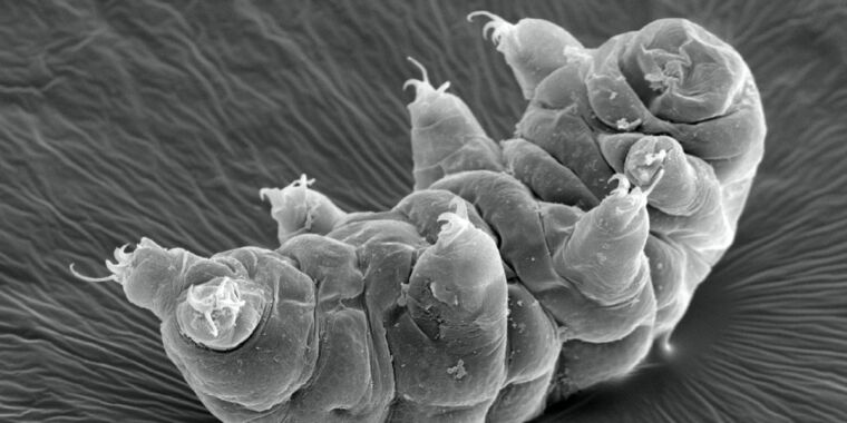 Tiny tardigrades walk like insects 500,000 times their size