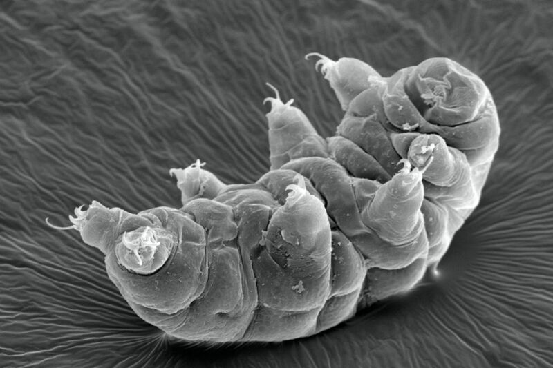 Micrographie SEM de un tardigrade, communément appelé ours d'eau