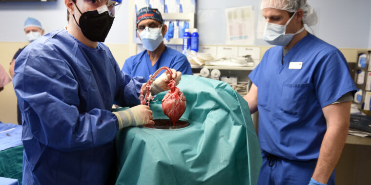 Pig heart transplanted to human for the first time