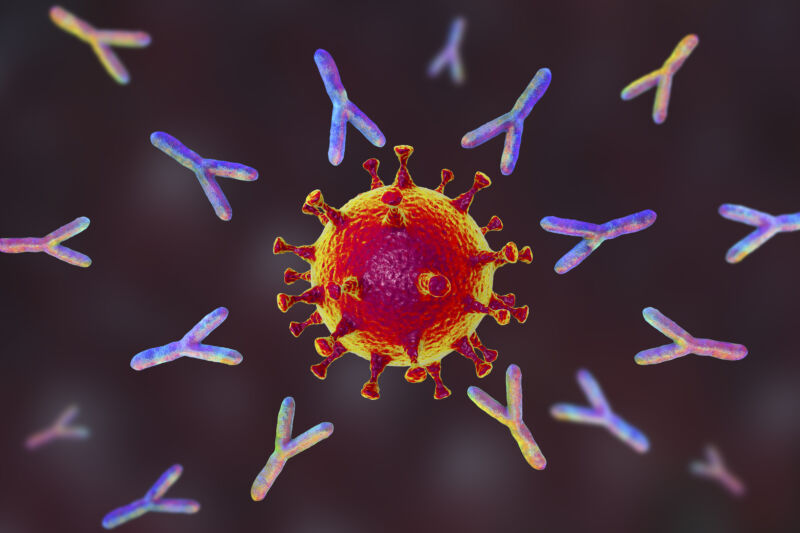 Illustration of antibodies responding to an infection of SARS-CoV-2. 