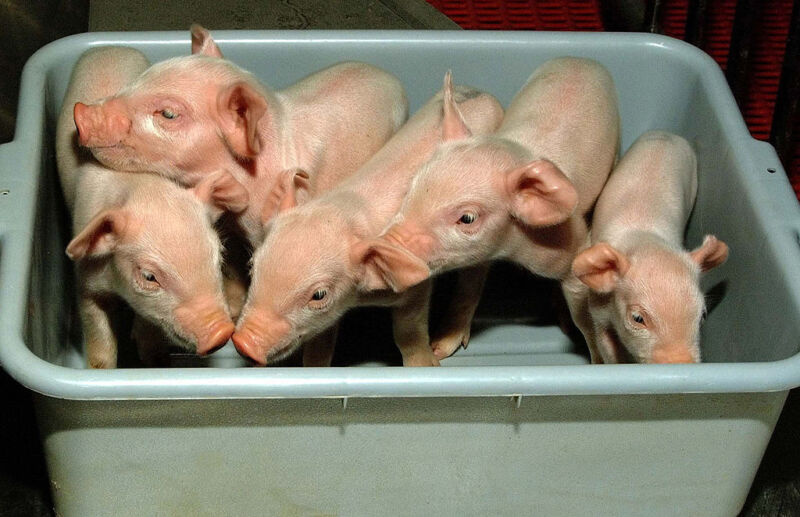 Image of young pigs in a plastic container.