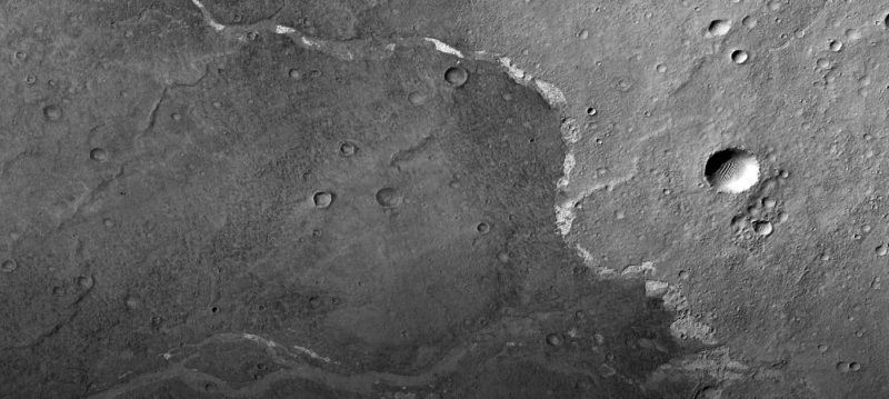 Greyscale image of a cratered plant surface.