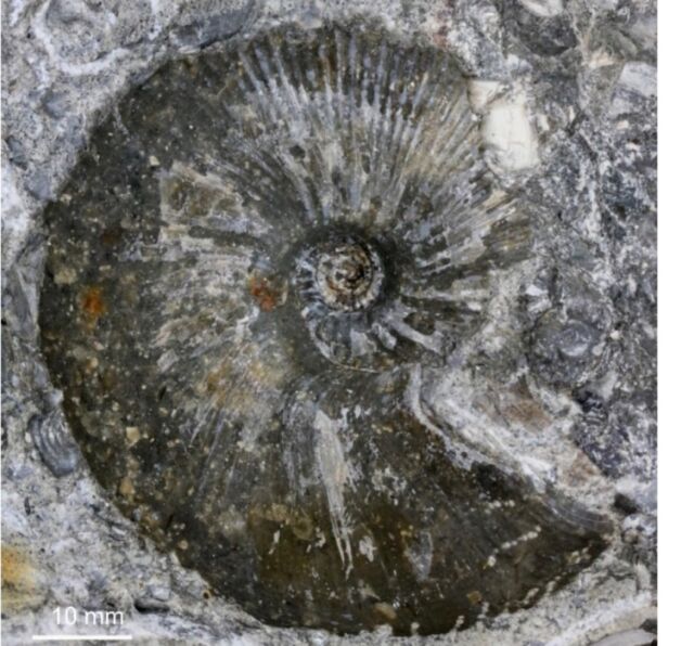 Fossilized ammonite block.