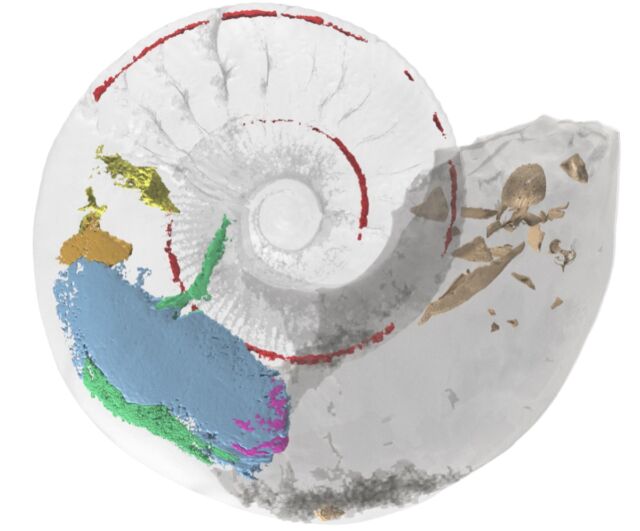 3D virtual model of a Jurassic-era ammonite fossil shows internal muscles never previously observed. 