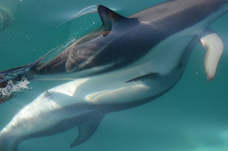 dolphins mating with people