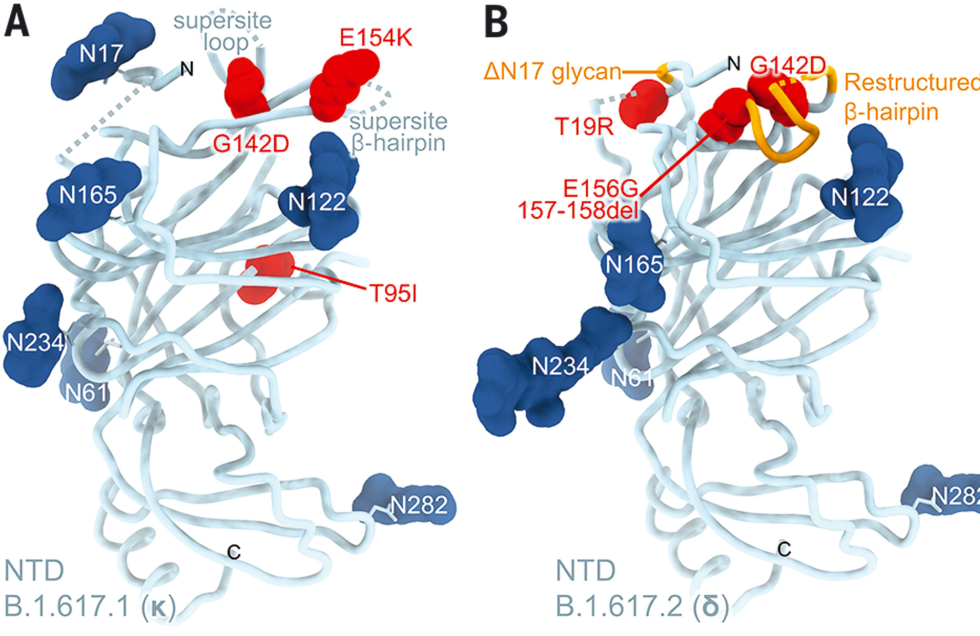 epitopes-980x636.png