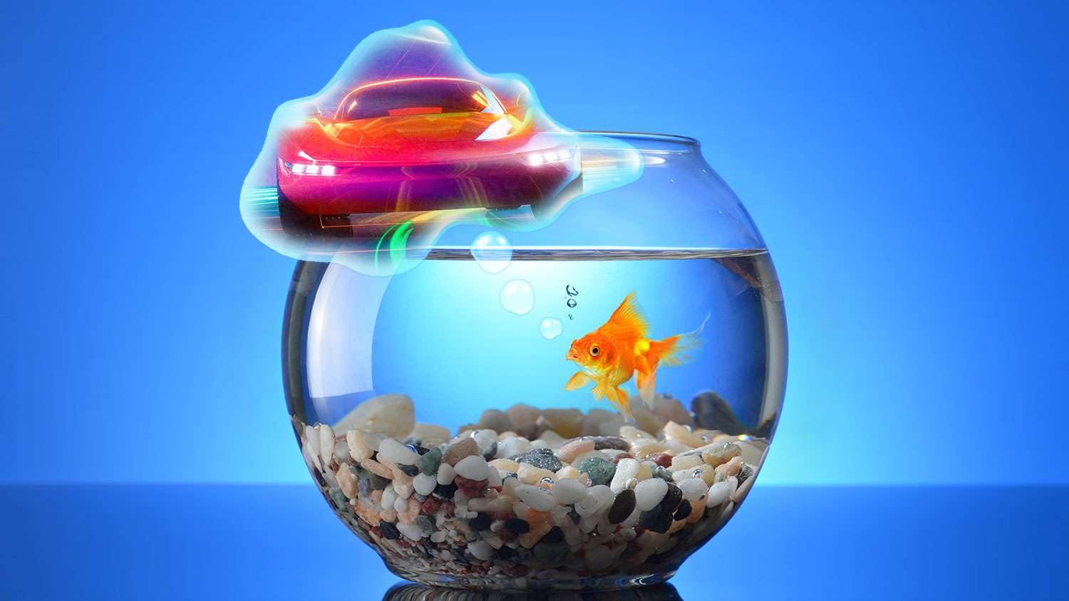 goldfish-dreaming-of-driving.jpg