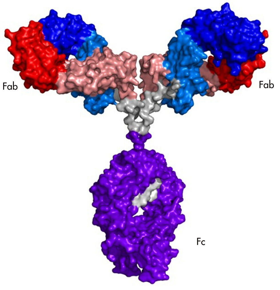 An antibody molecule. Variable areas in the red and blue portions of the molecule combine to form a binding region that can recognize pathogens. 