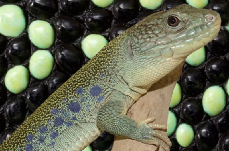The patterns of the ocellated lizard are predictable by a mathematical model for phase transitions.