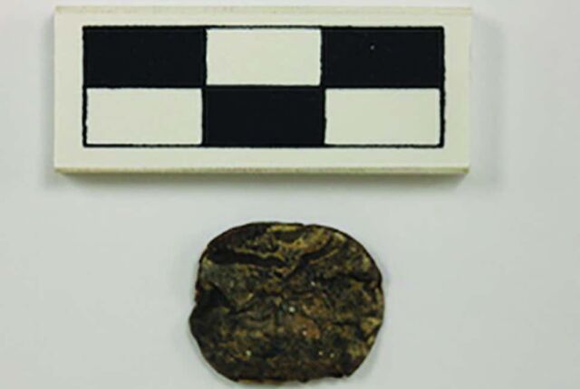 Vilca seed recovered from Component II at Quilcapampa (scale in cm).