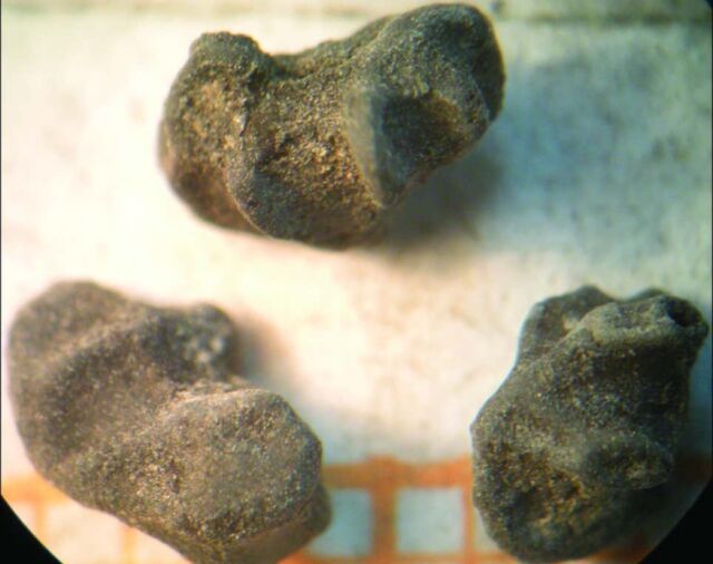 Carbonized molle drupes presenting evidence for boiling and/or soaking to brew chicha molle (scale in mm).