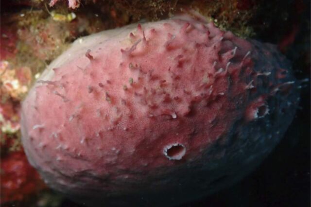 El hogar del gusano ramificador: una esponja huésped en su hábitat natural.  El extremo posterior del gusano ramificado se puede ver en la superficie de la esponja.