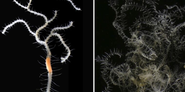 Biologists title new species of branching worm after legendary King Ghidorah
