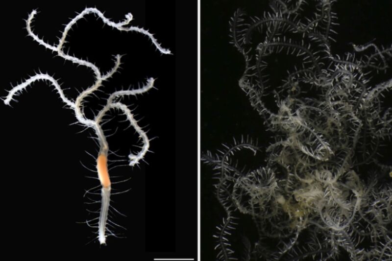 (left) Biologists have named a newly discovered species of branching worm, <em>Ramisyllis kingghidorahin</em>, after Godzilla's nemesis. (right) Fragment of one specimen of the branching worm.