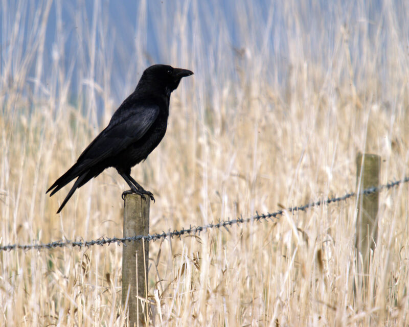 Immagine di un corvo sul recinto.