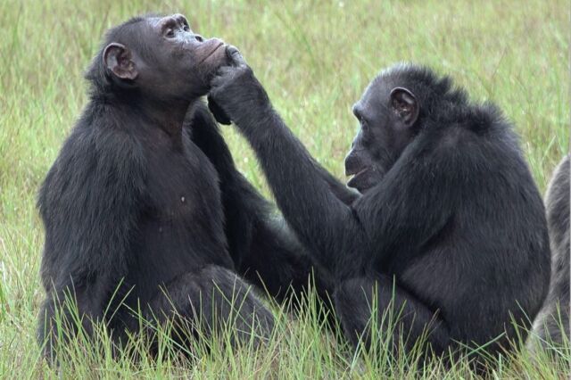 A chimpanzee female named Roxy applies an insect to a wound on the face of an adult male chimp named Thea.