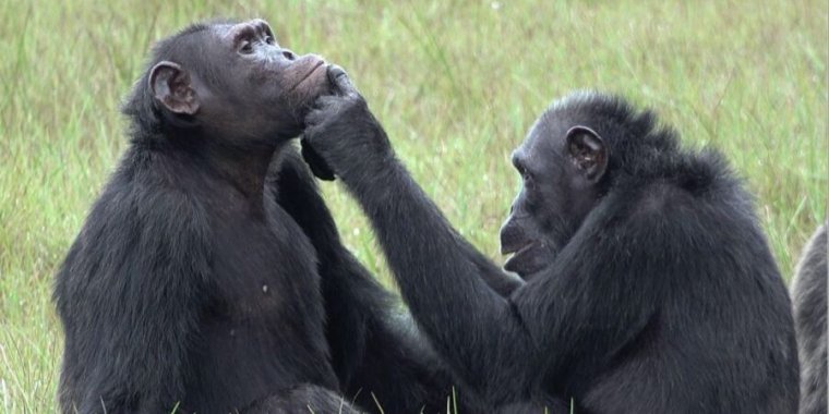 Watch this mama chimp treat her son’s open wound by applying insect “poultice” – Ars Technica