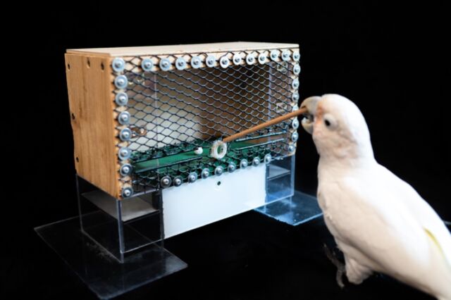 Scientists taught Figaro and two of his fellow cockatoos to "golf," revealing their ability to combine tools.