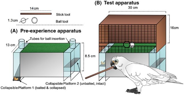 cockatoo4-640x333.jpg